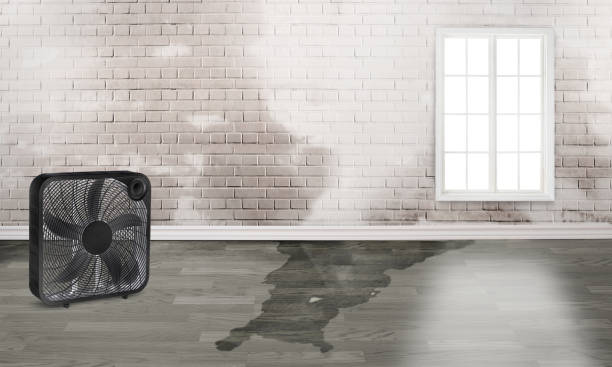 Best Basement water damage restoration  in Bithlo, FL